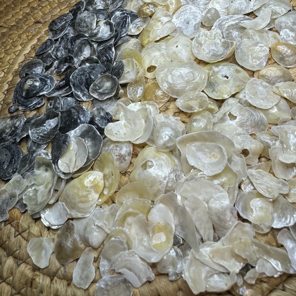 REAL HAND PICKED FLORIDA JINGLE SHELLS SEASHELLS DIY CRAFTING CRAFTS MIXED LOT - Picture 6 of 16